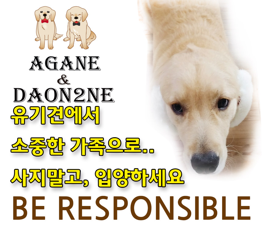 Pillow Premium Pad Small Large 70 × 90cm Dog Dog S