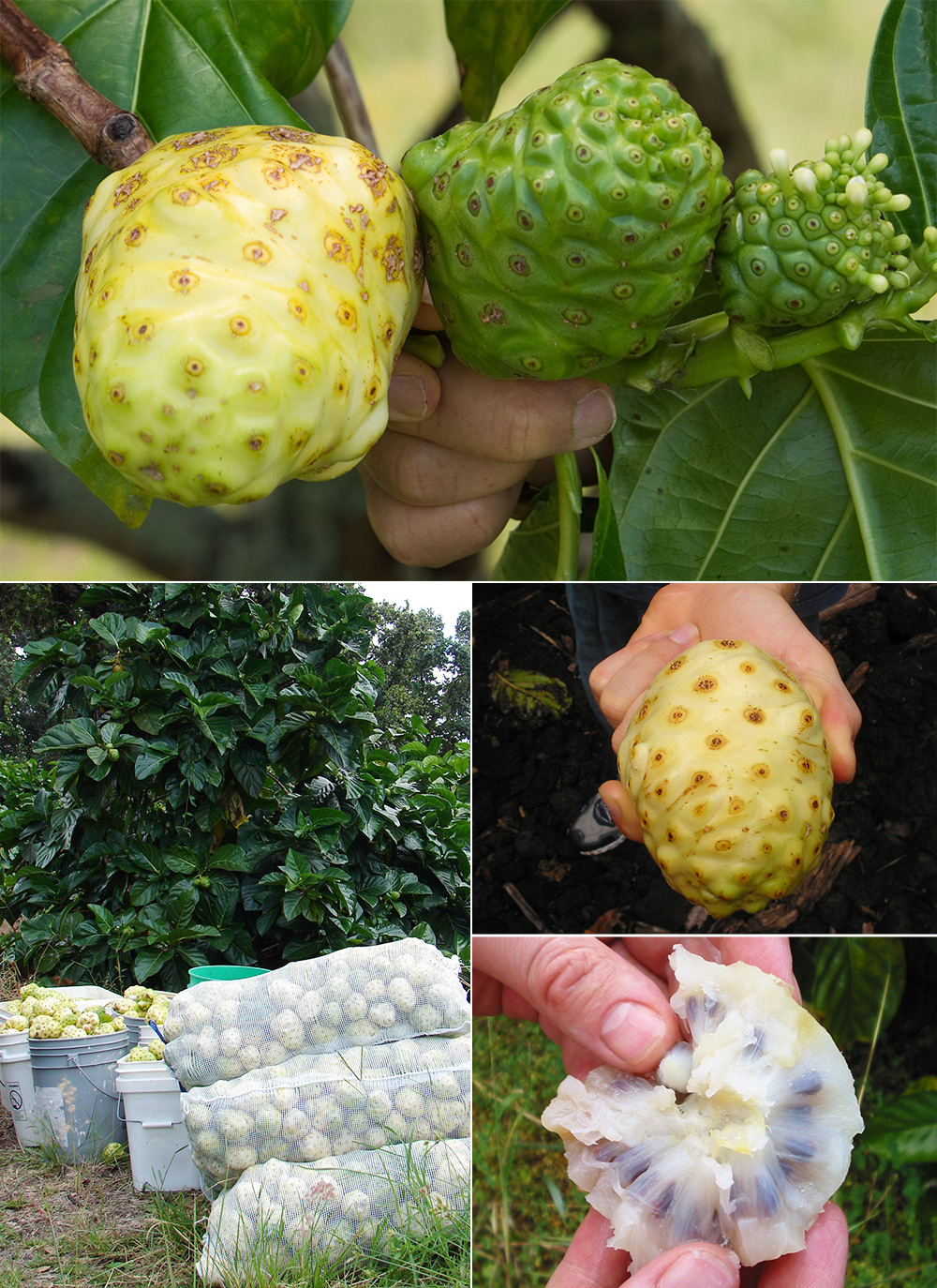 힐링스토리 하와이 유기농 노니원액 주스 5병 실속형