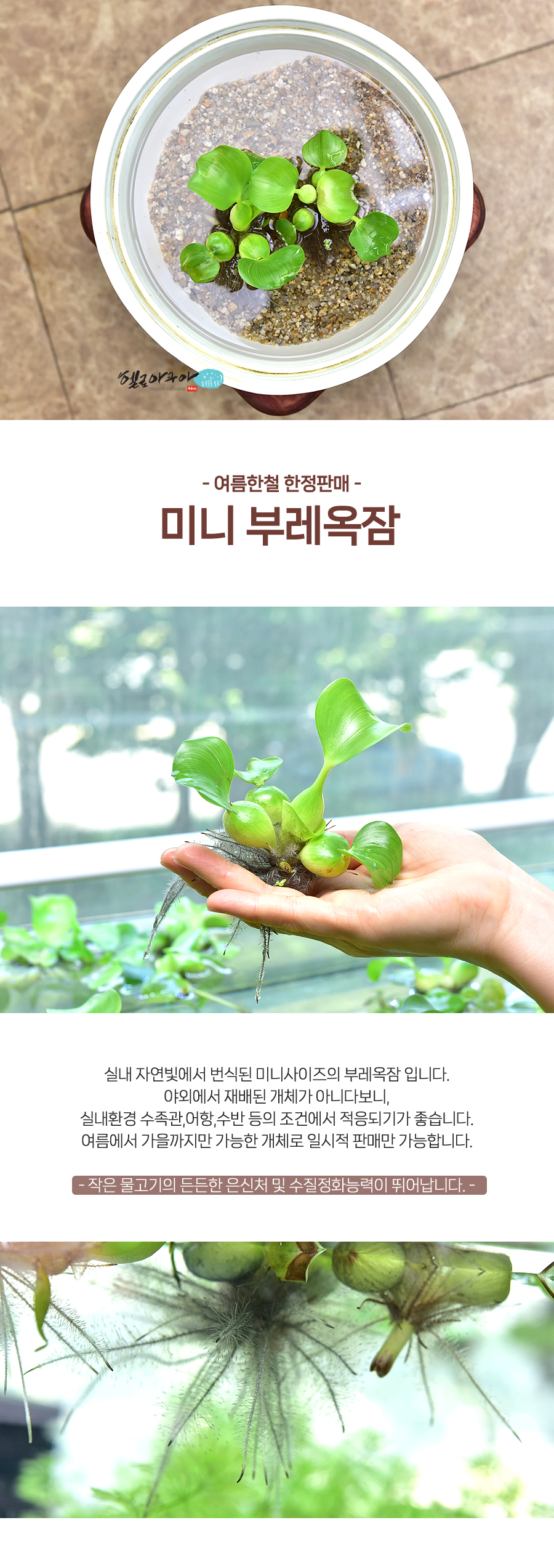 헬로아쿠아 열대어수족관 본점