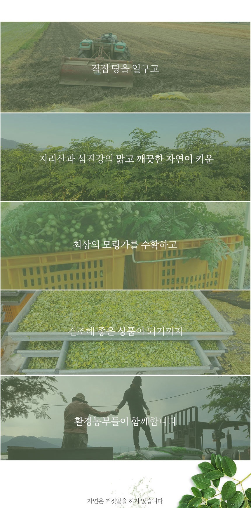 모링가의효능,모링가잎분말효능,모링가나무,모링가효과,모링가섭취방법,모링가씨앗분말