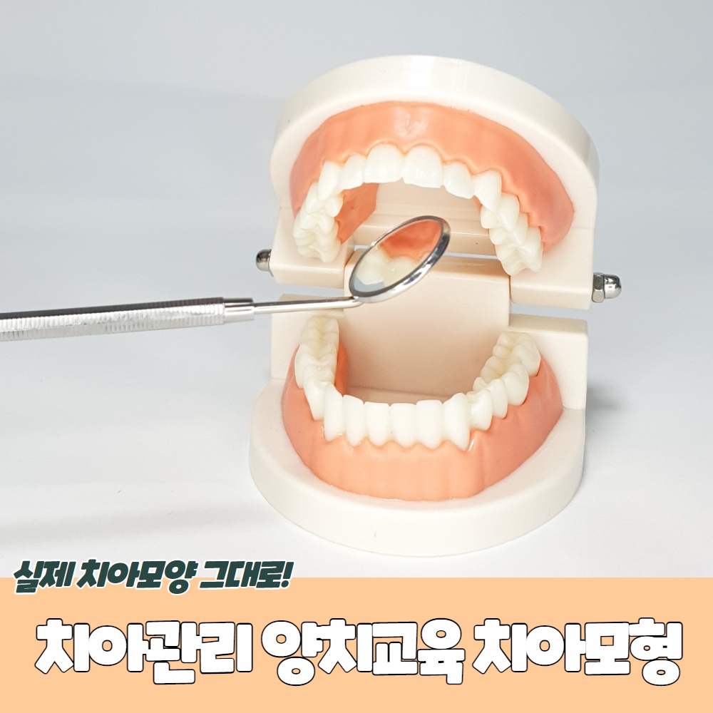 치아관리 양치교육 치아모형