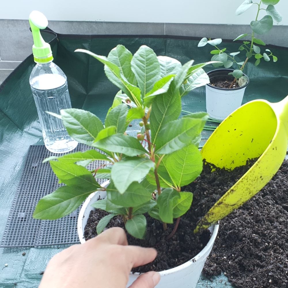 실내원예도구 화분골드스탠드 다목적화분 화분장식품 실내정원장식 실내용화분 관리화분 대형화분커버 탁상화분 조화가꾸미기 다시마화분 원형중형을만족하는화분 깔개 소형 텃밭 분갈이 매트 화분