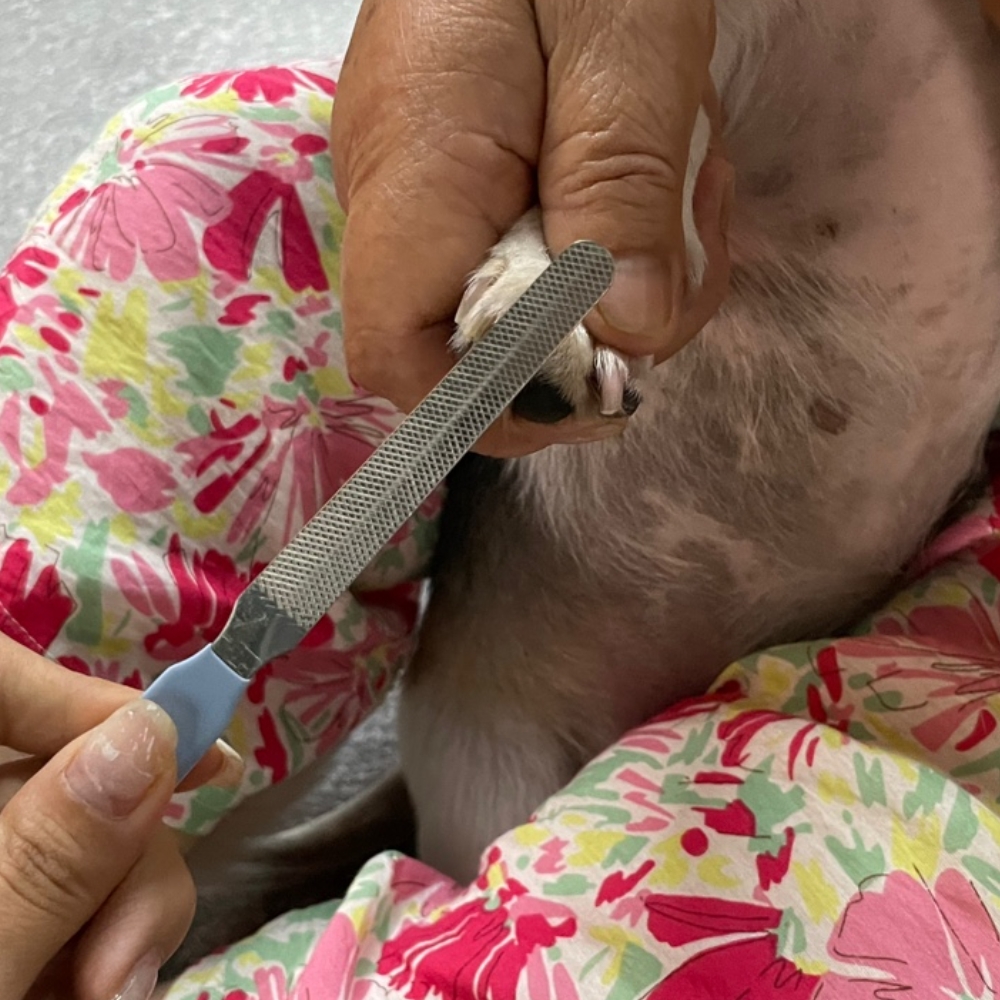 펫네일클리퍼 온라인반려견용품 애완동물용발톱깎이 고양이발톱깎기 펫네일트리머 발톱깎기 동물용발톱정리도구 안전발톱깎이 반려견발톱깎이 애완동물용품 털및발관리 고양이 강아지 발톱깎이