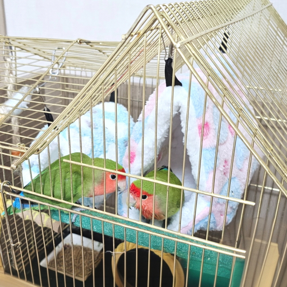 앵무새알 앵무새울타리포치 앵무새전용포추 앵무새용포치대 앵무새요리 앵무새포 앵무새카페 앵무새포치애용 앵무새휴대용포치 앵무새색색이 앵무새용주둥이포 앵무새 포치 하트둥지 중 앵무새포치