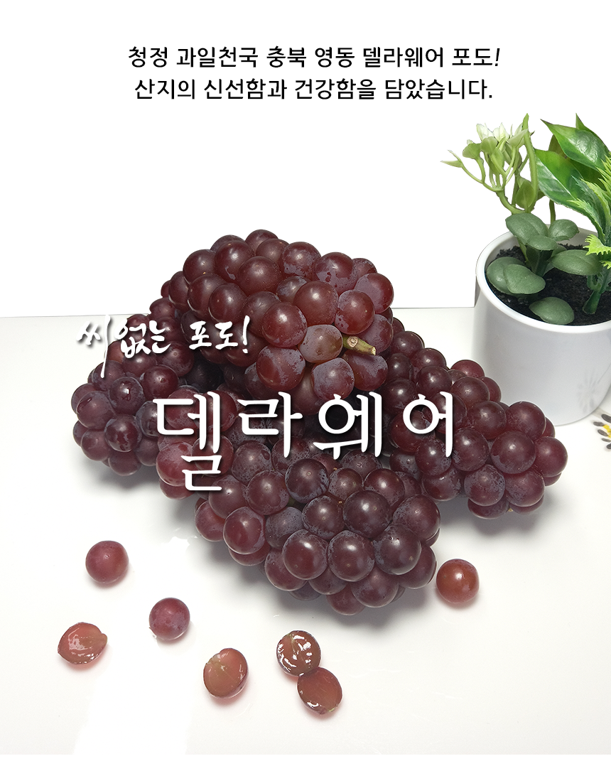 영동포도 델라웨어 2kg (200g x 10팩) 달콤하고 씨없는 포도 - SSG.COM