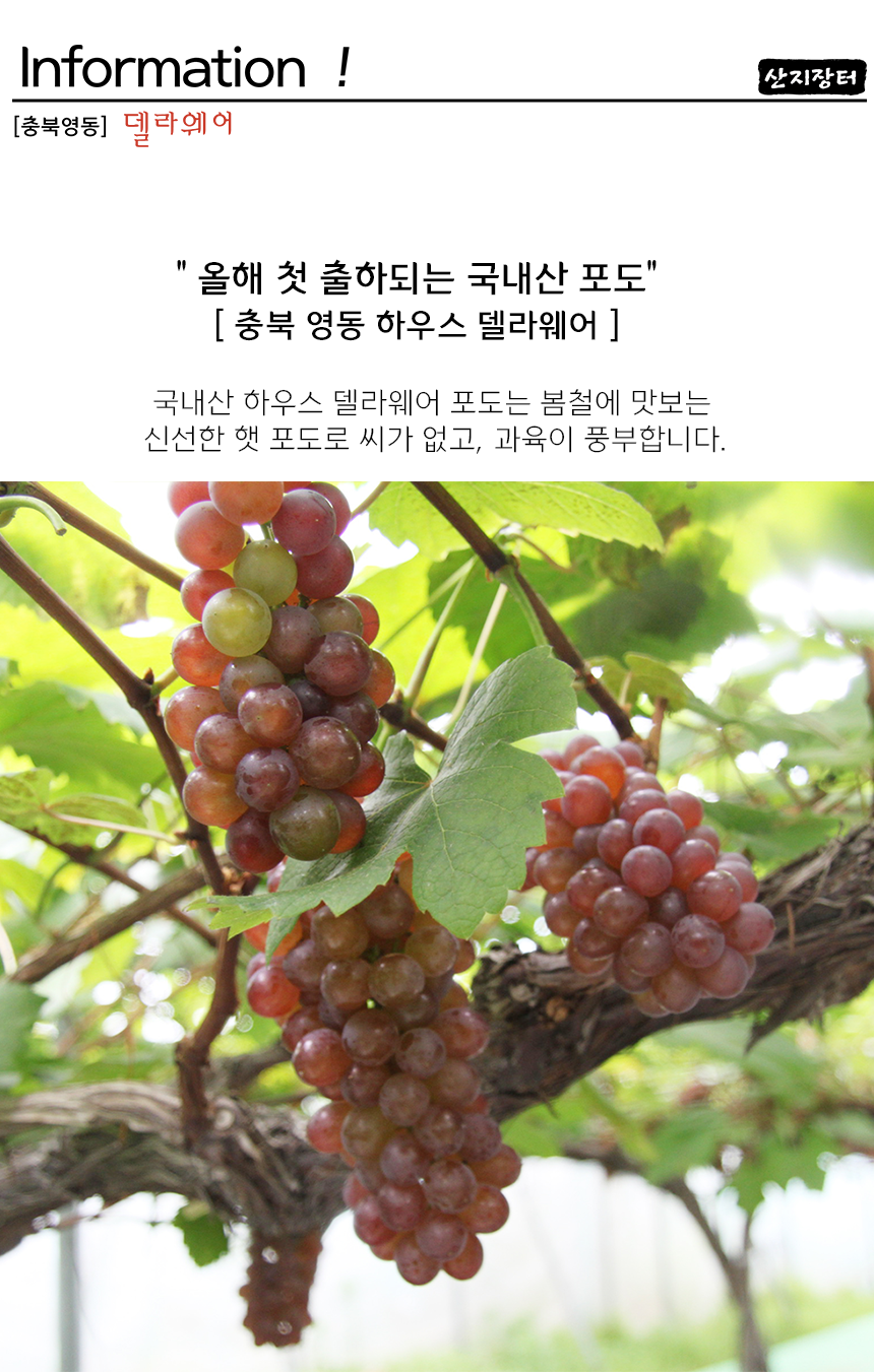 영동포도 델라웨어 1kg (200g x 5팩) 달콤하고 씨없는 포도 - SSG.COM