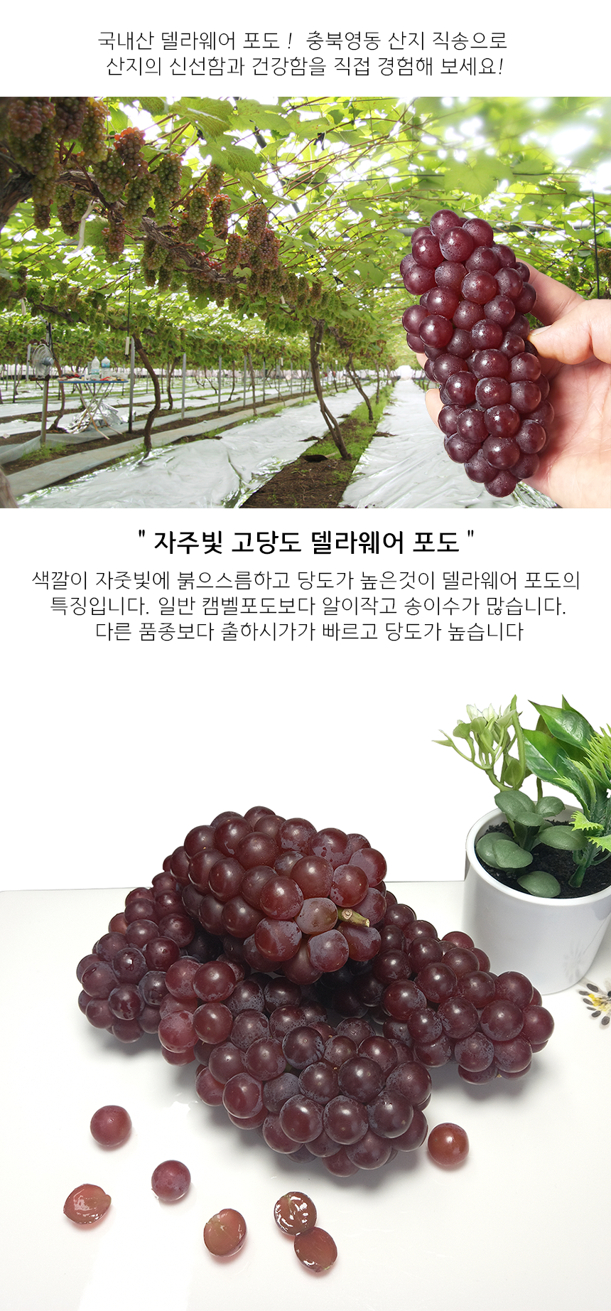 영동포도 델라웨어 1kg (200g x 5팩) 달콤하고 씨없는 포도 - SSG.COM