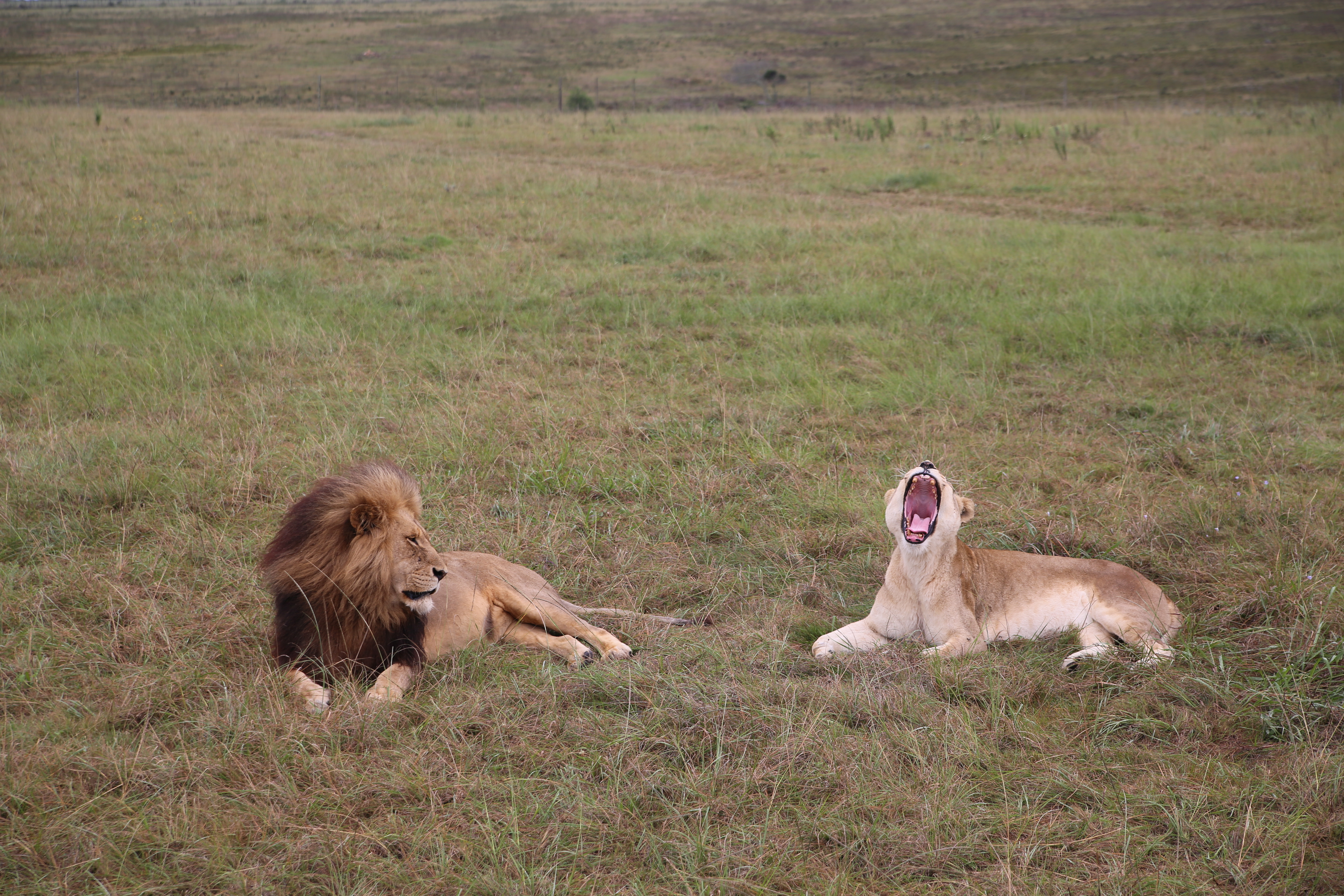 아프리카 사자(Africa Lion)
