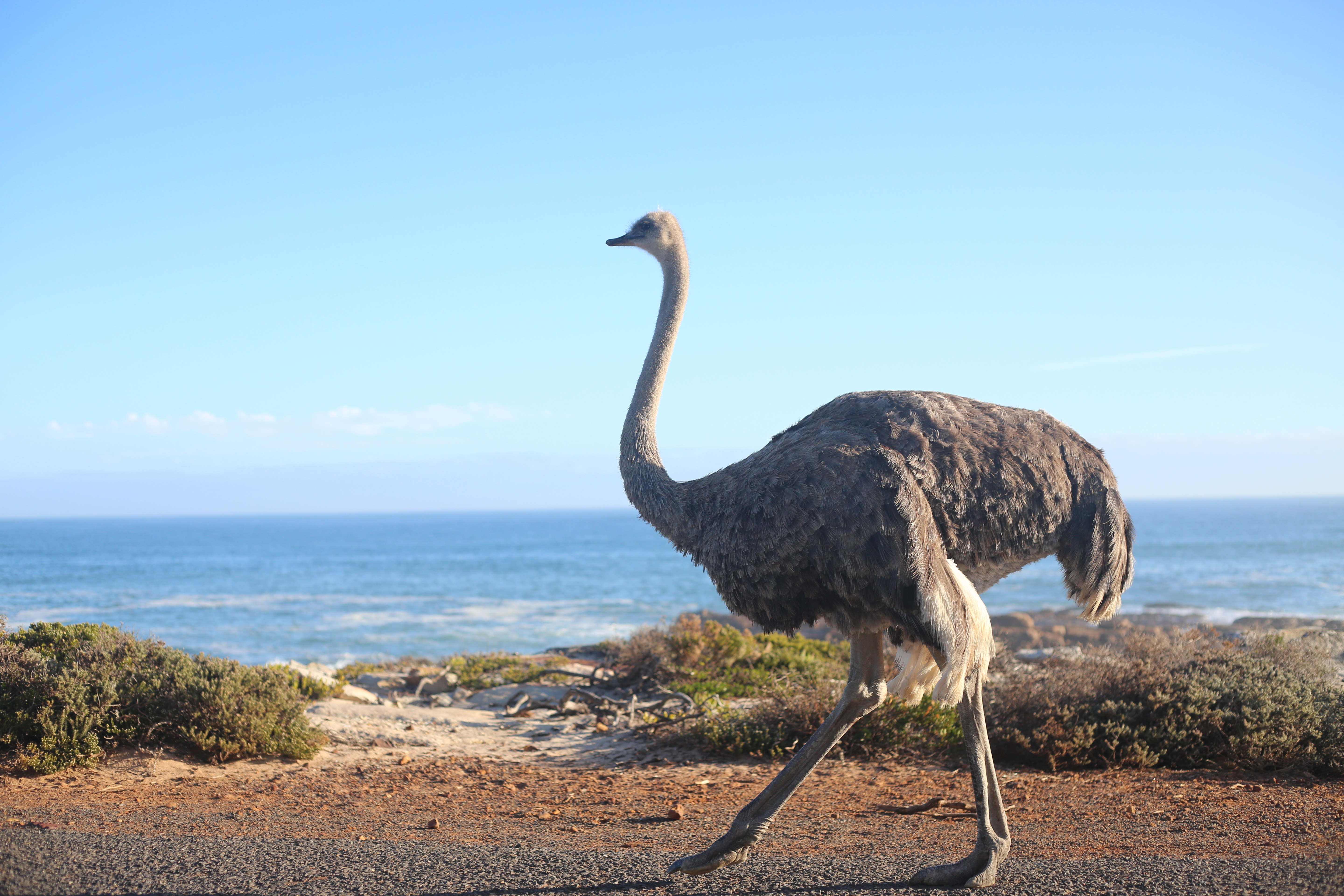 타조(Ostrich)