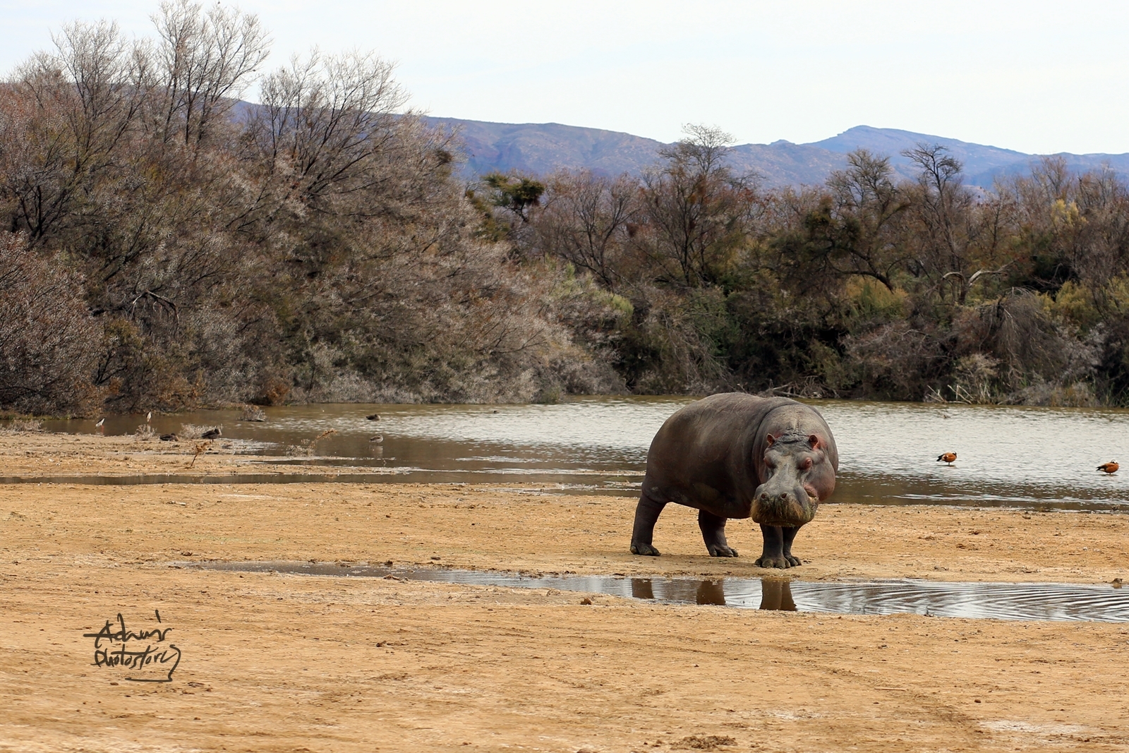 사파리 하마(Hippopotamus in safari)