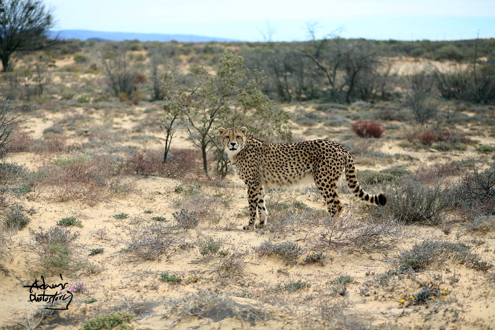 사파리 치타(Cheeta in safari)