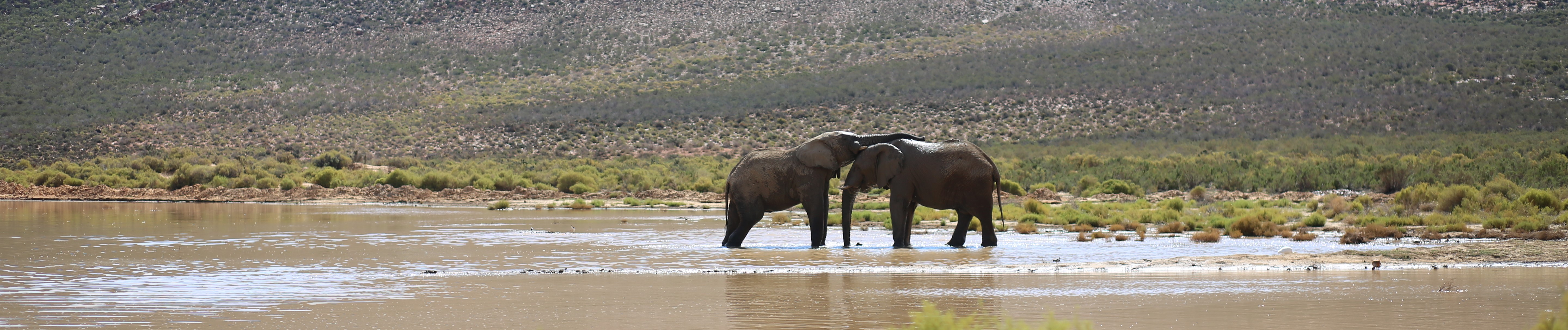 코끼리 사파리(Elephant safari)