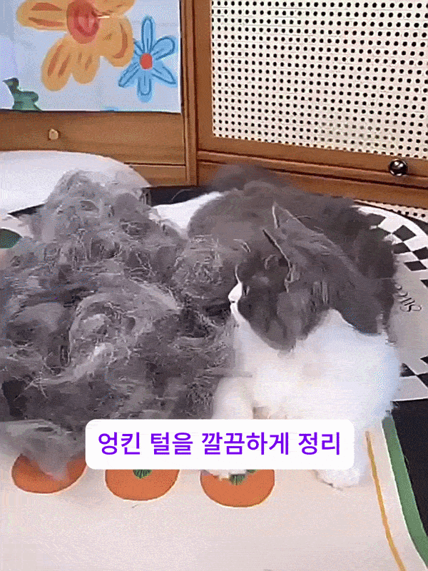 고양이빗 고양이 털제거기 털제거 브러쉬 빗 상세 이미지 2