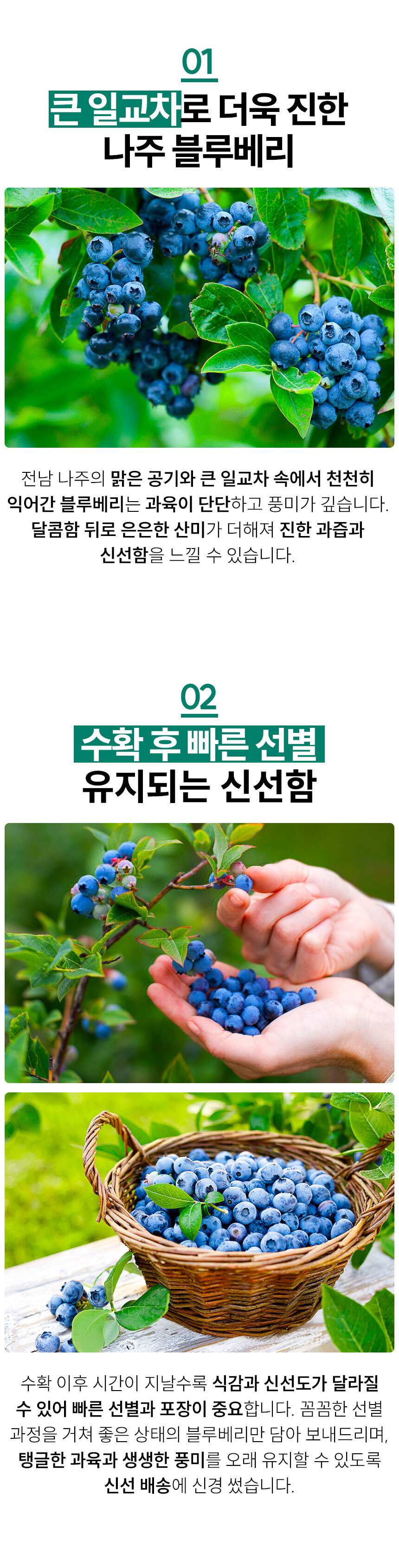 (바잘농산물) 세계 10대 슈퍼푸드 생 블루베리 300g 500g 1kg [BZN]