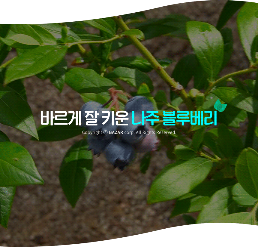 (바잘농산물) 세계 10대 슈퍼푸드 생 블루베리 300g 500g 1kg [BZN]
