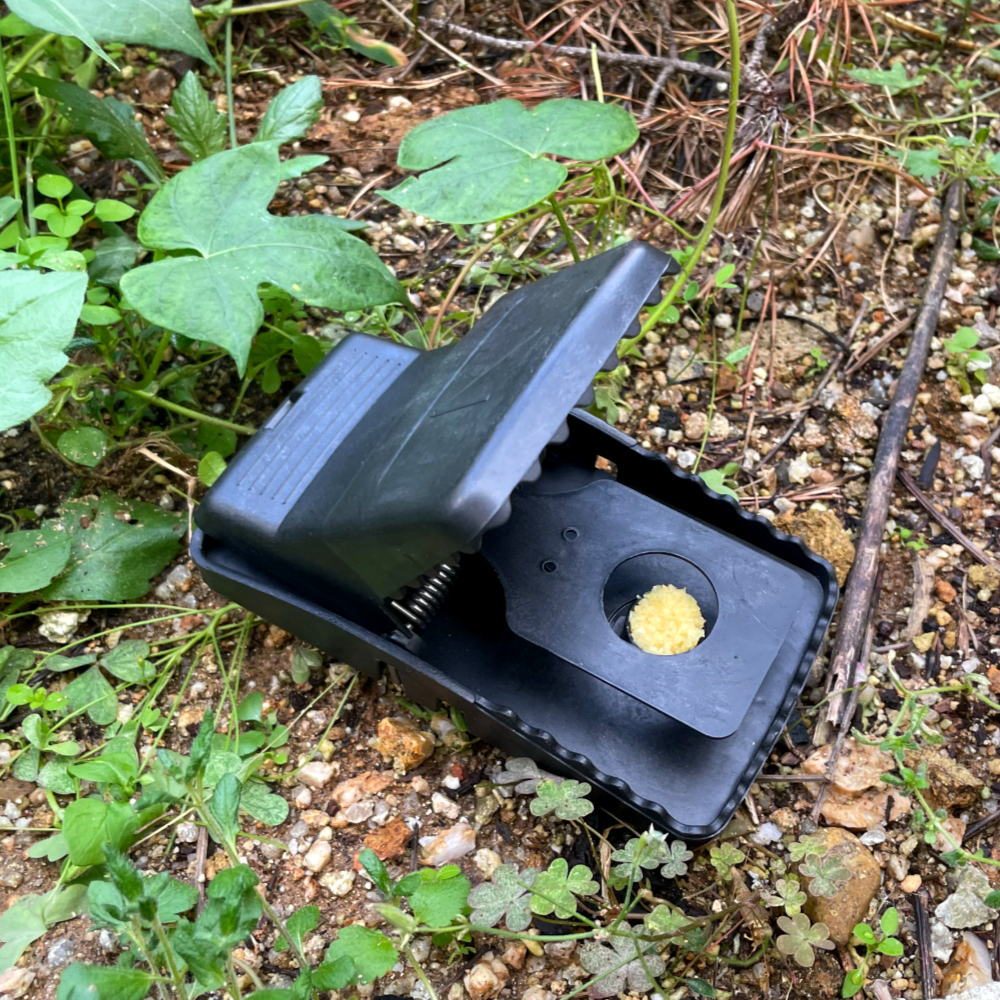 쥐퇴치 쥐잡기 쥐덫 클립형