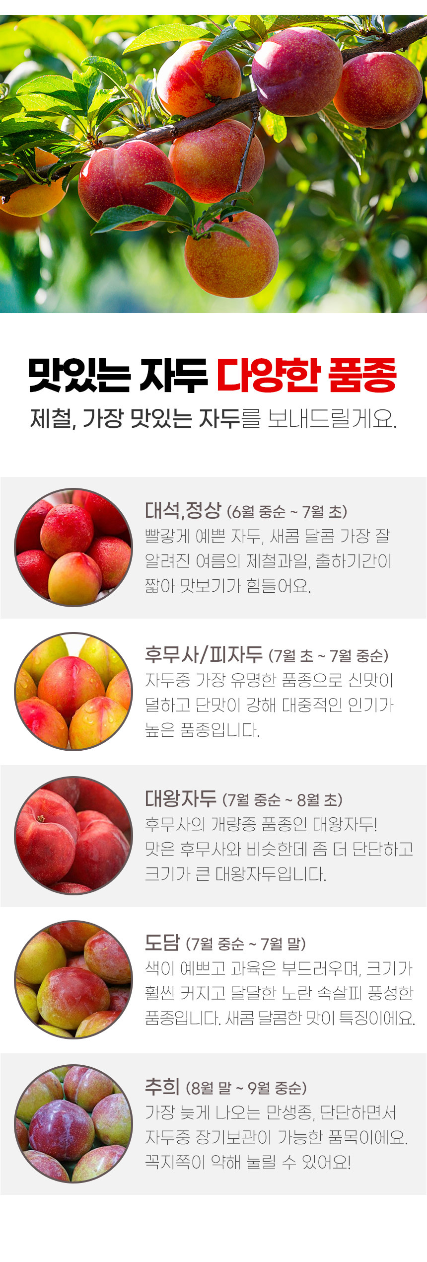 새콤달콤 자꾸 생각나는 대석 자두