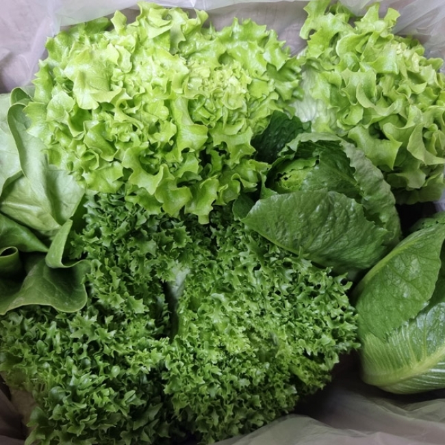 아띠팜 유러피안 샐러드 상추 1kg(3-4종 혼합랜덤발송) 국내산 GAP인증