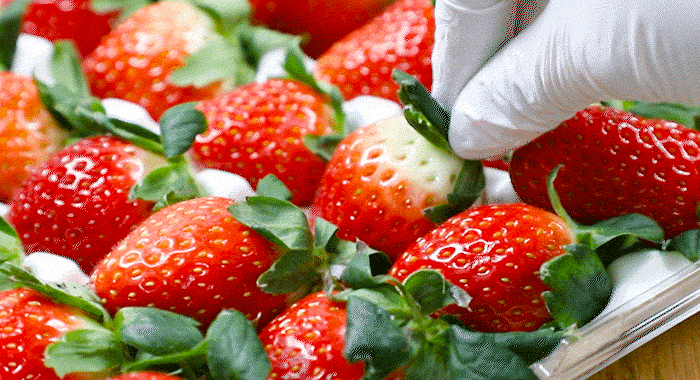 [아침애딴] 논산 설향 딸기 700g 특품(20-30구)