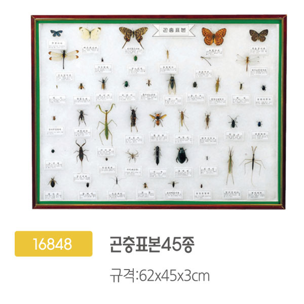 16848 곤충표본45종