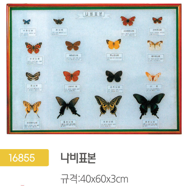 16855 나비표본