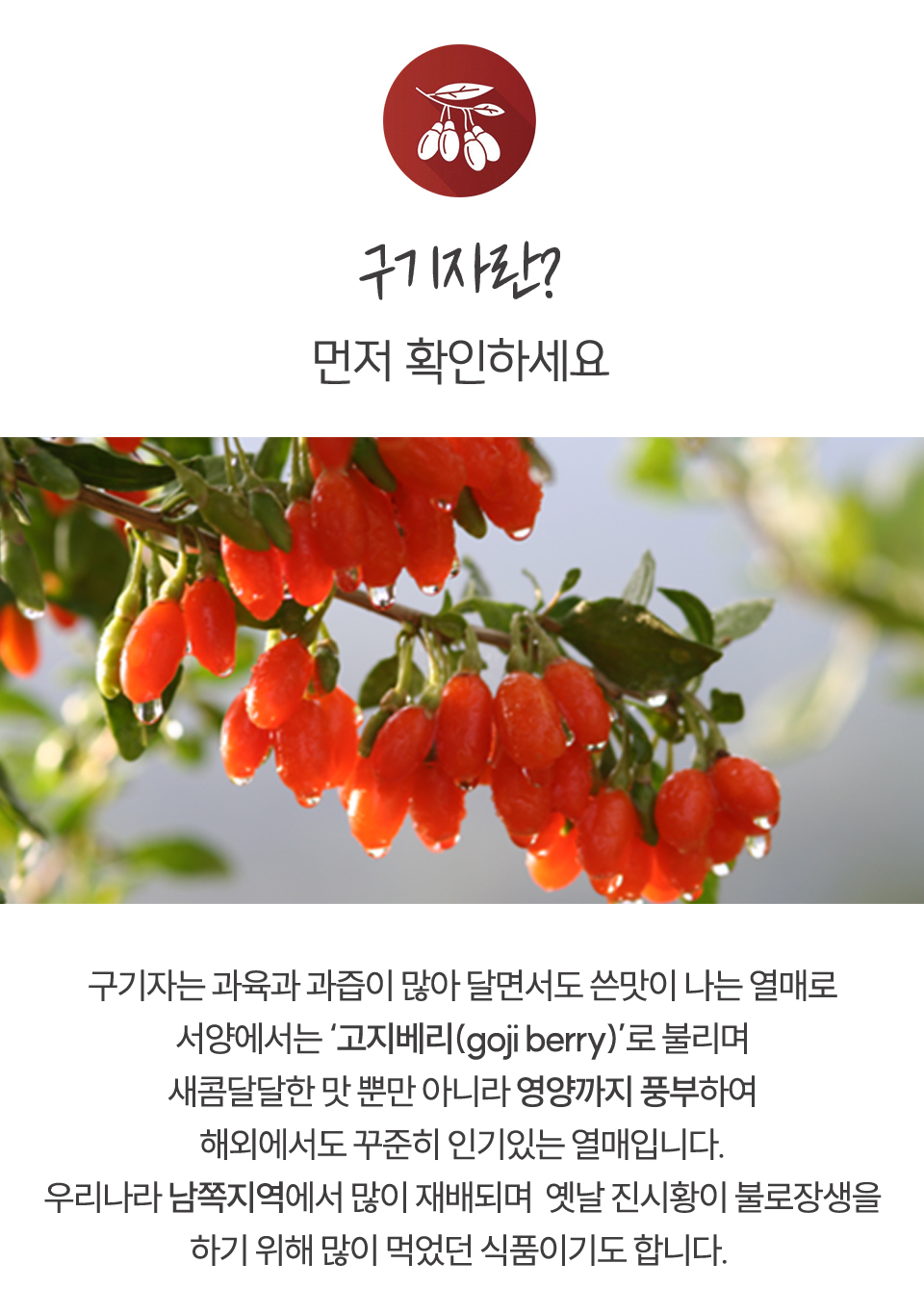 구기자란
