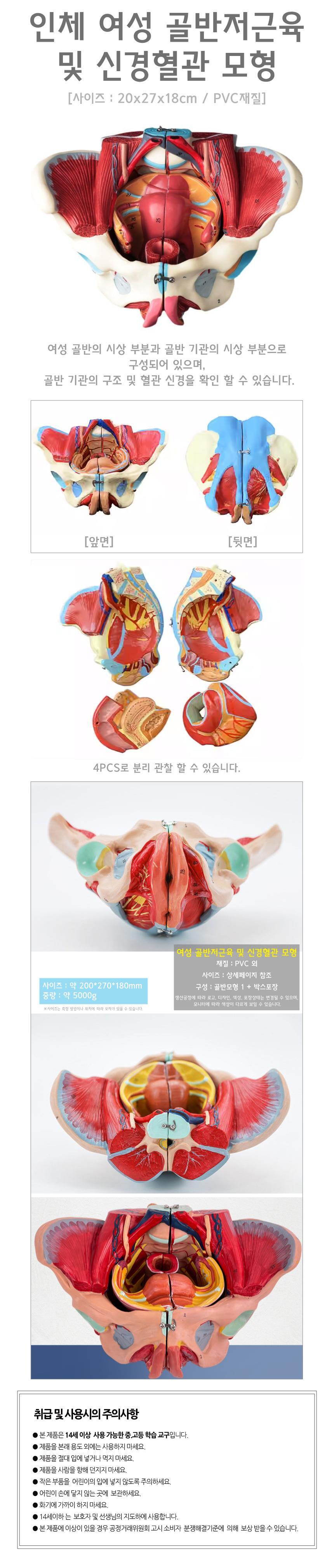 여성 골반 인체 모형 구조 해부 학습 재료 과학 관찰, image size:860x4033