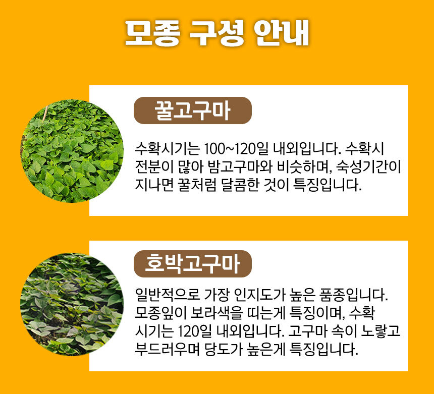 해남 꿀고구마 모종 호박고구마 모종 고구마 순 3Kg 5Kg 10Kg 20Kg - 파인밀