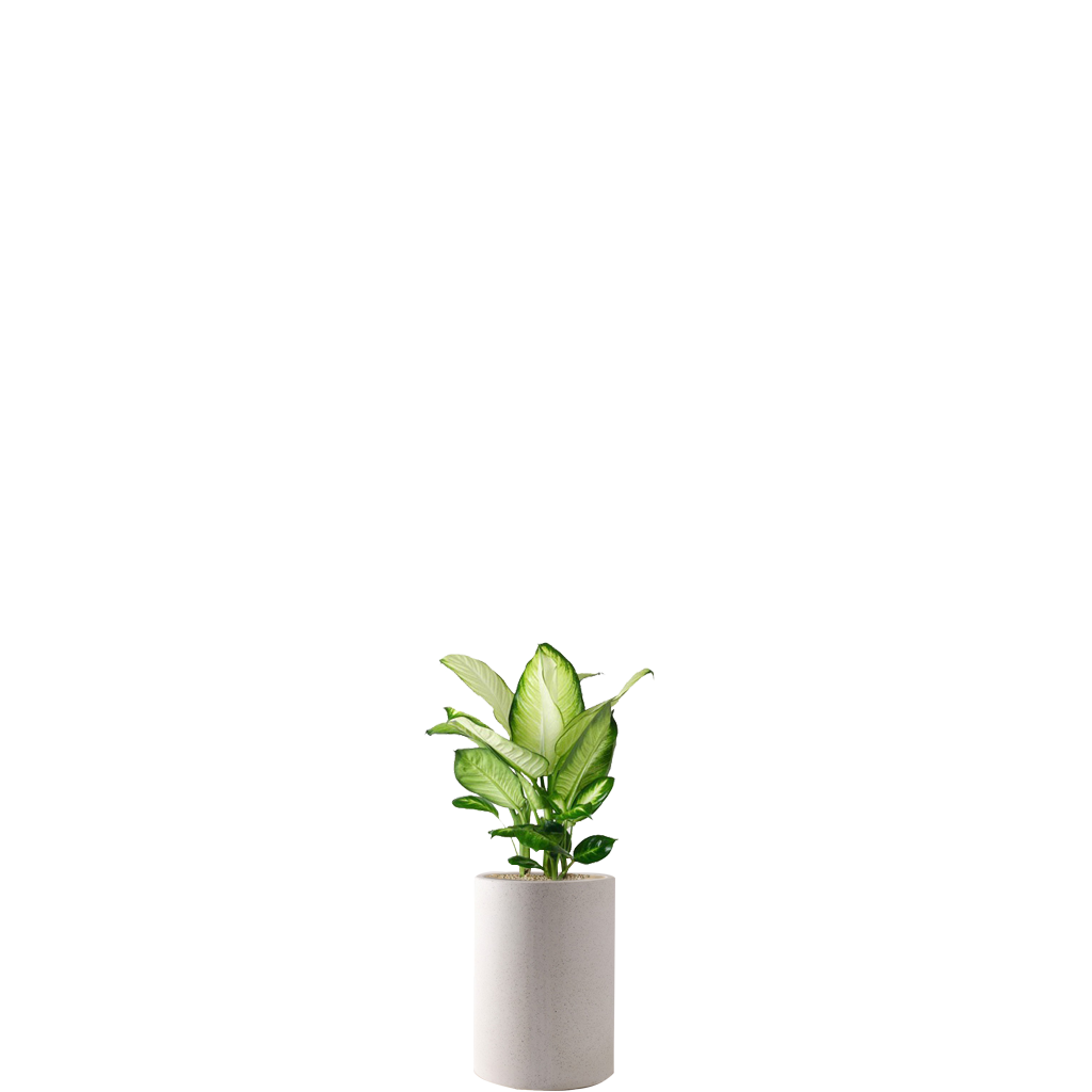마리안느