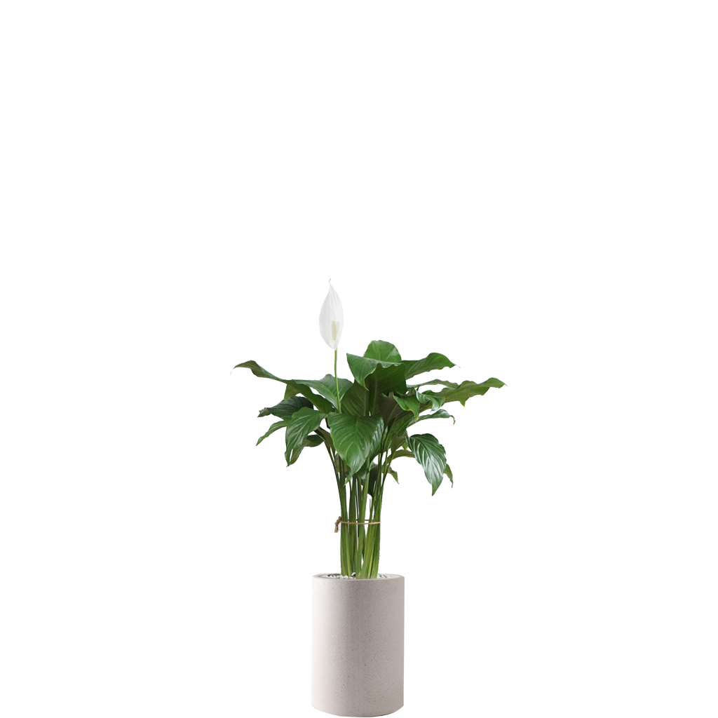 스파티필름 고급형