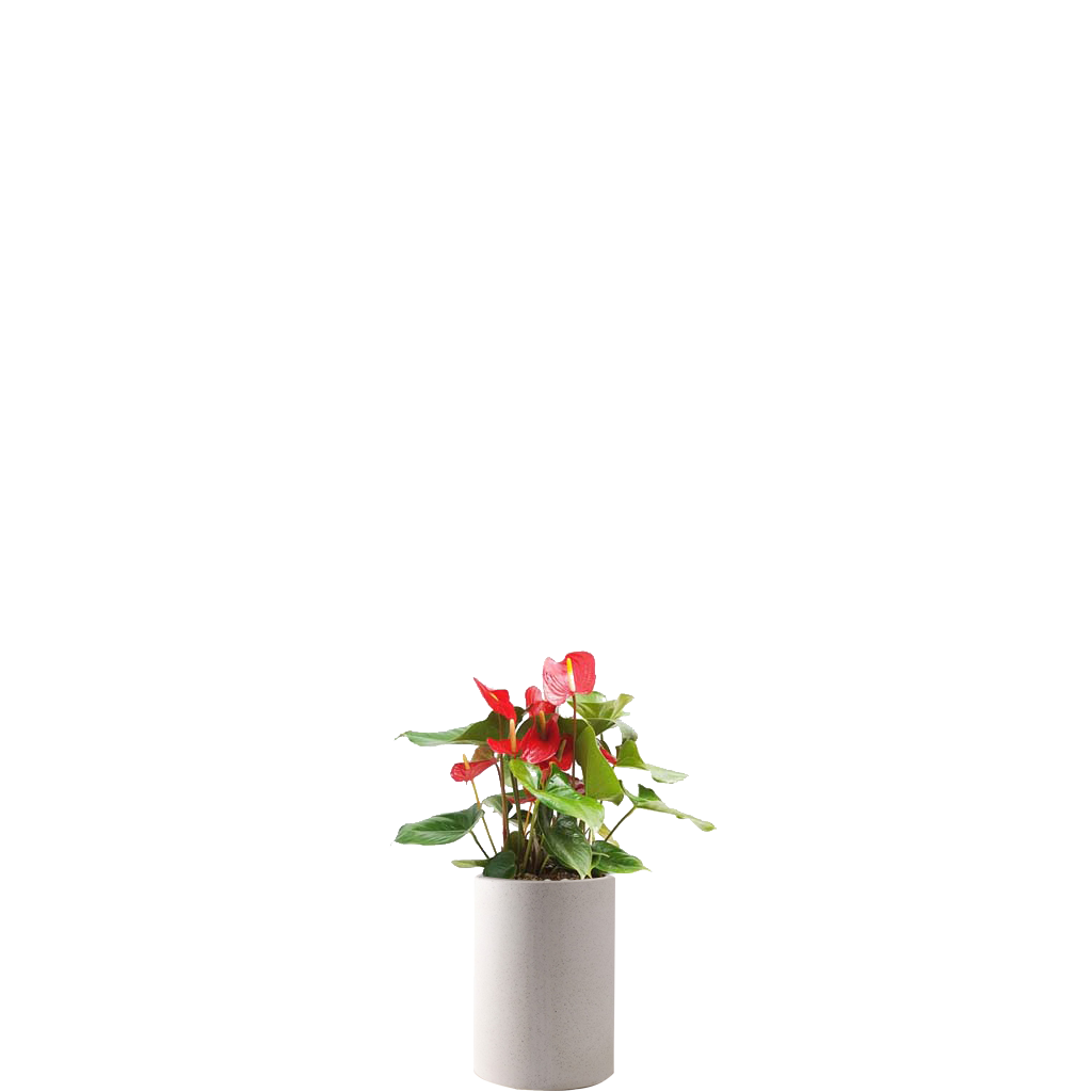 안수리움