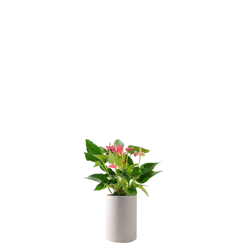 안수리움