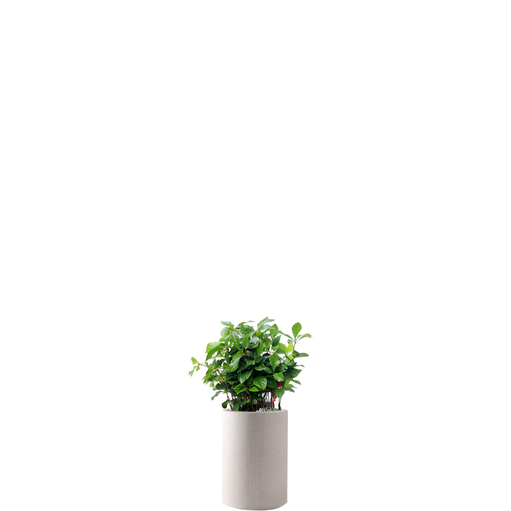 천냥금