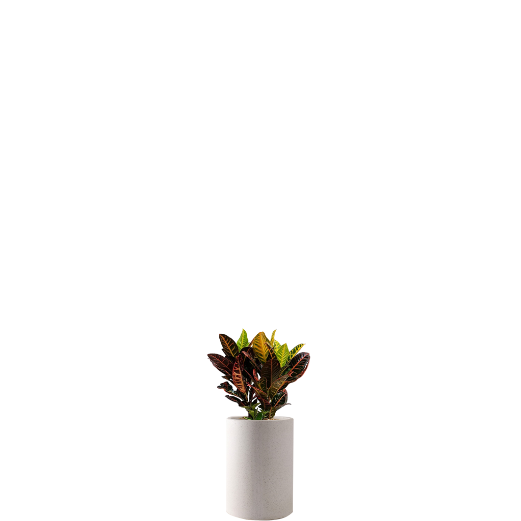 크로톤