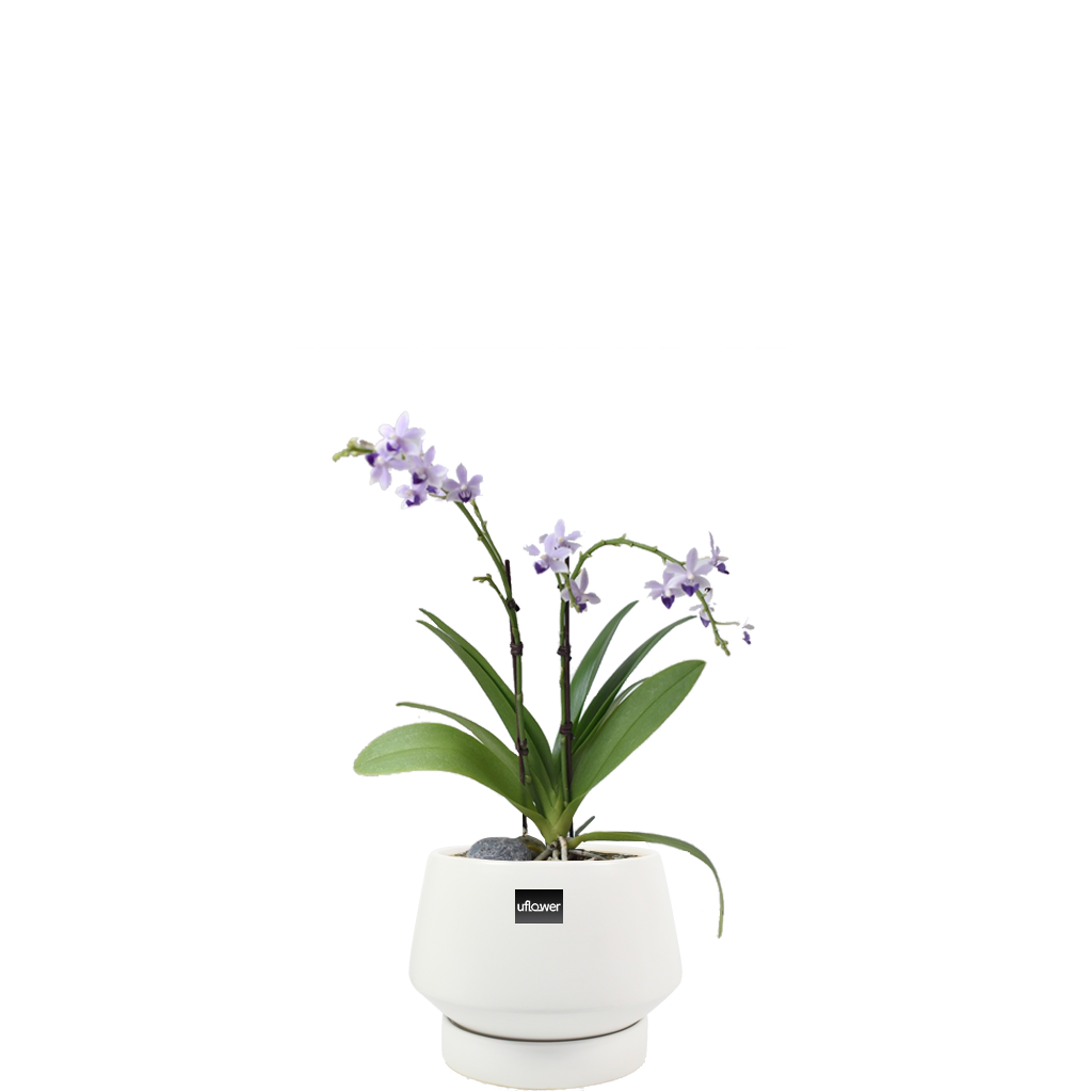 블루사파이어테이블