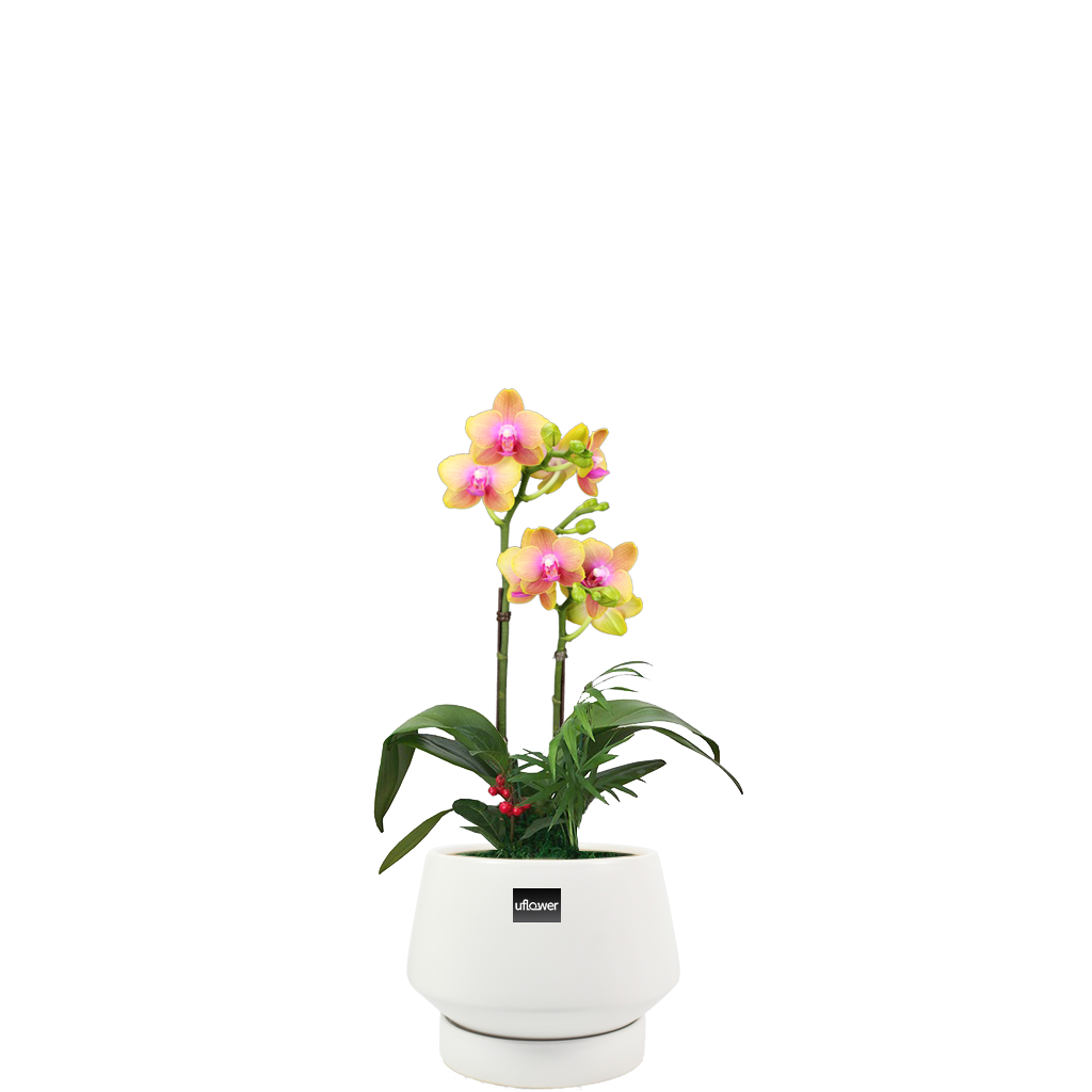 사라골드테이블