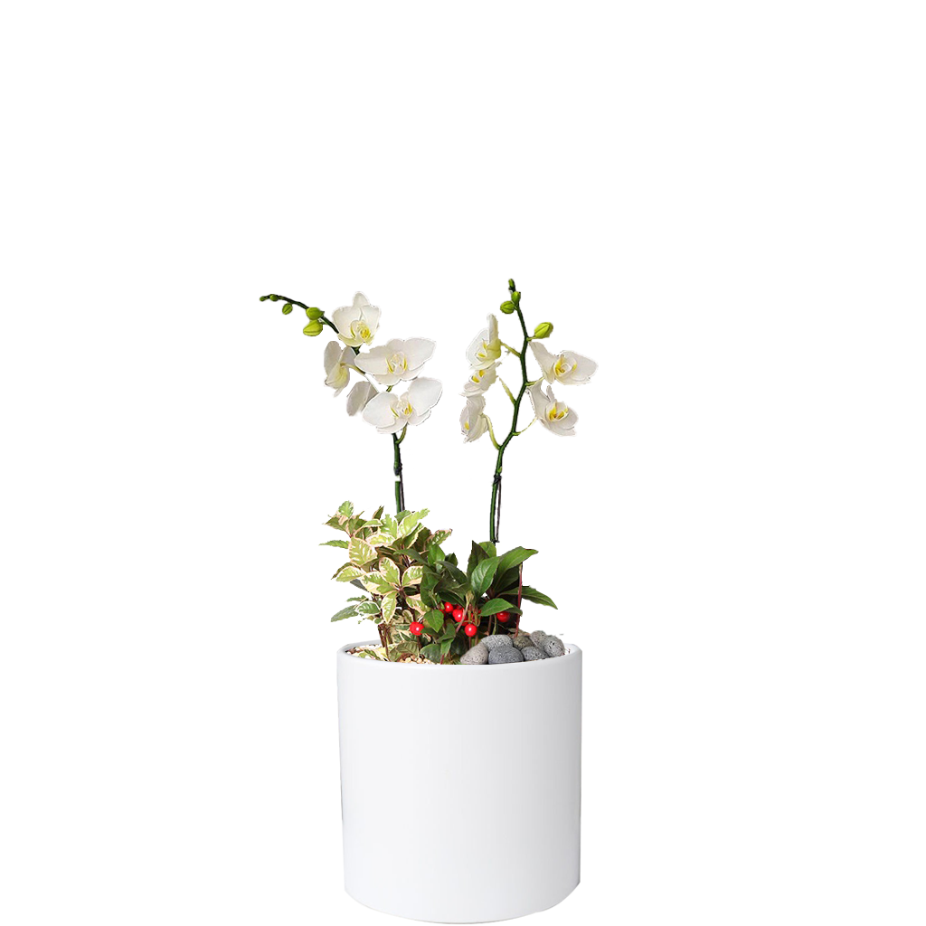 아마빌리스인테리어