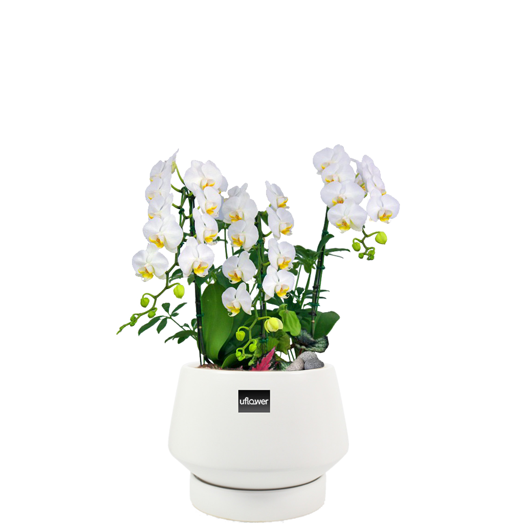 아마빌리스인테리어고급