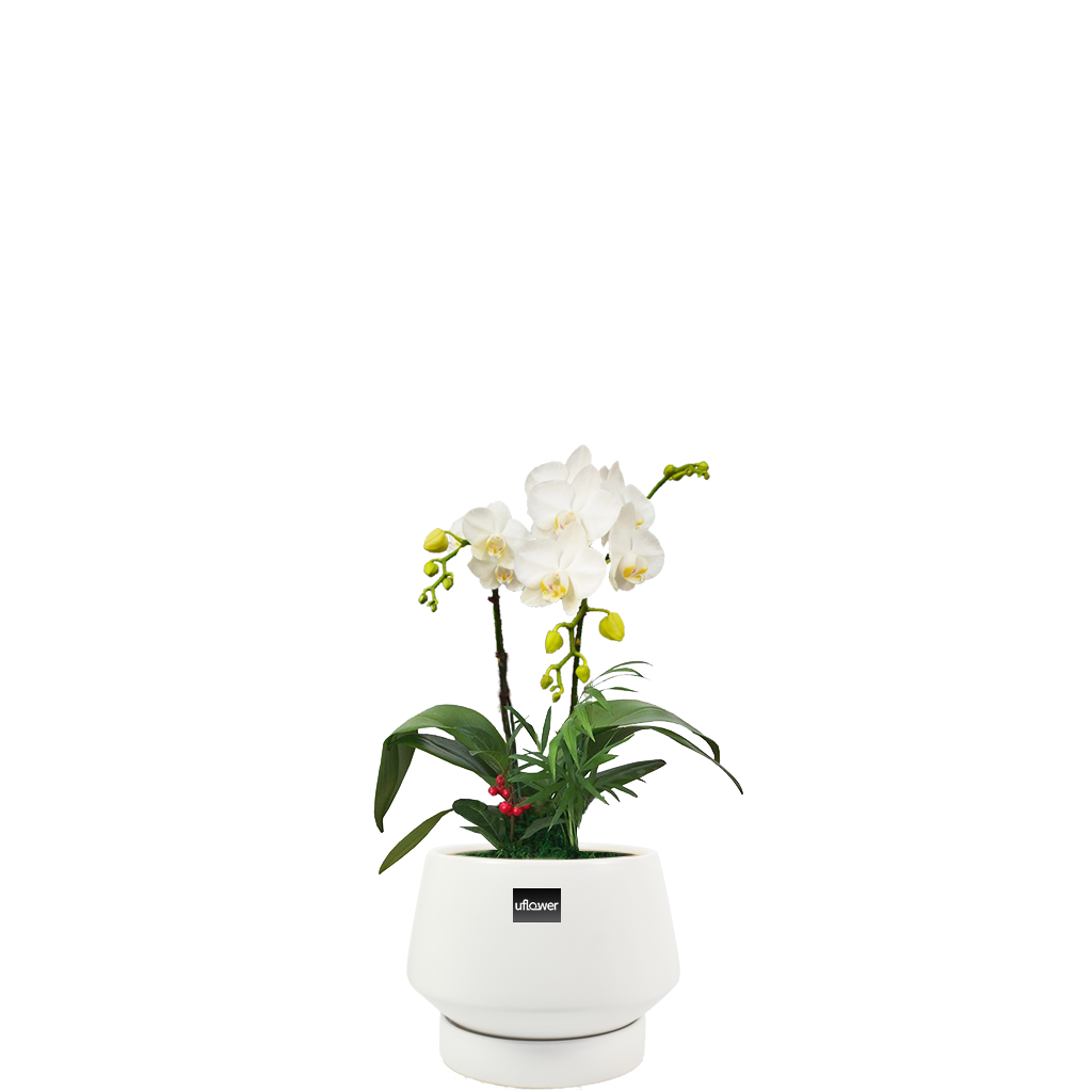 아마빌리스테이블