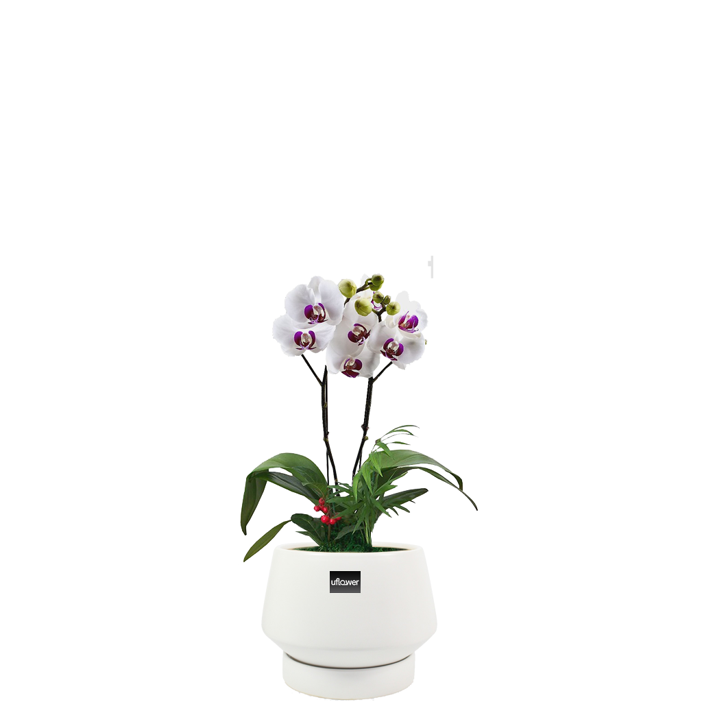 화이트레드립테이블