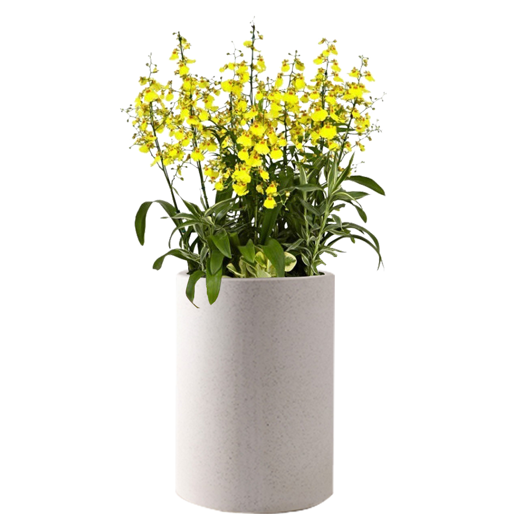 스파켈라툼로비