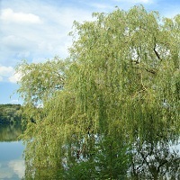 수양버들