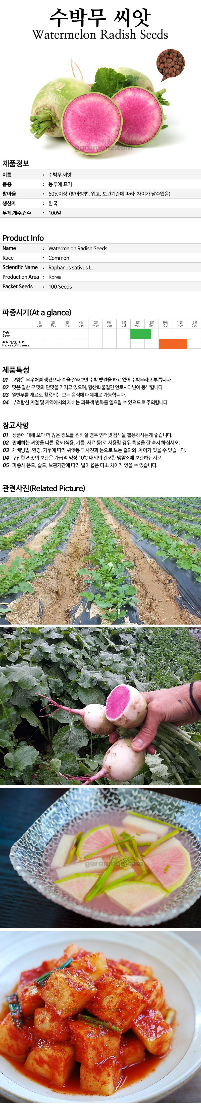 watermelon_radish_01_02.jpg