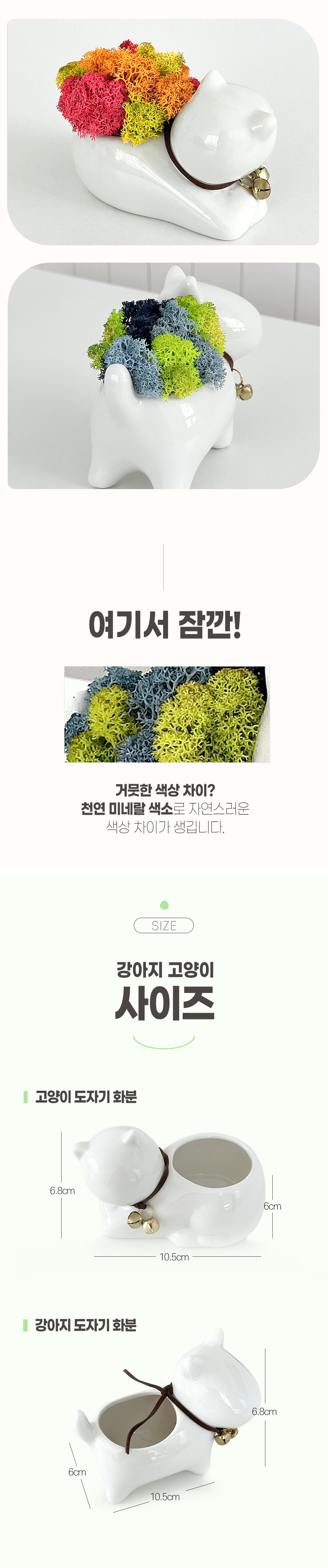 꽃순이 스칸디아모스 공기정화 인테리어 화분 고양이 강아지 댕냥이 상세 이미지 3