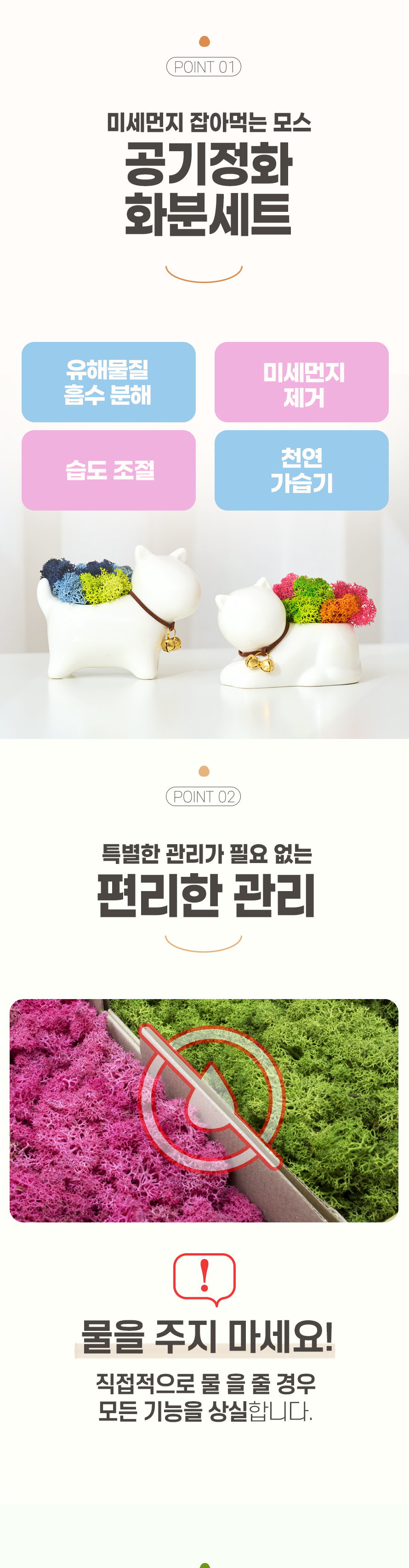 꽃순이 스칸디아모스 공기정화 인테리어 화분 고양이 강아지 댕냥이 상세 이미지 4
