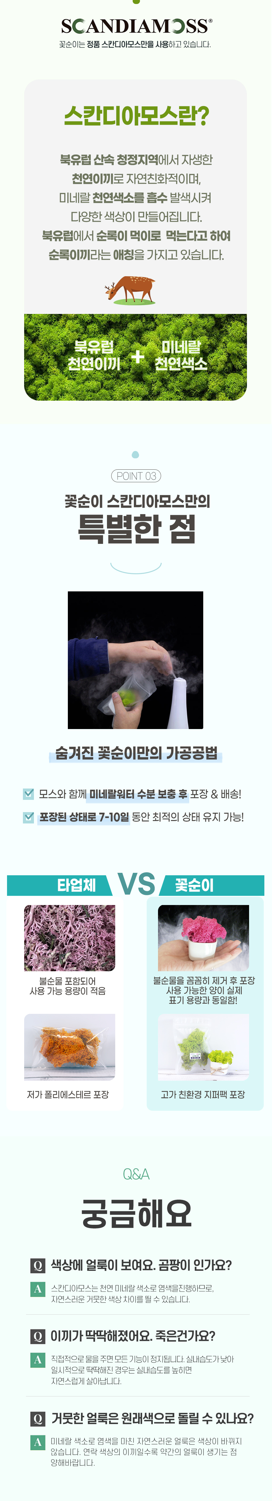 꽃순이 스칸디아모스 공기정화 인테리어 화분 고양이 강아지 댕냥이 상세 이미지 5