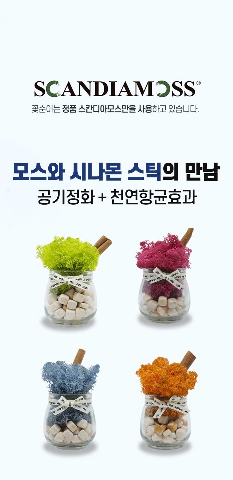 스칸디아모스 공기정화 편백 시나몬 화분 집들이 선물 항아리 4P 상세 이미지 1