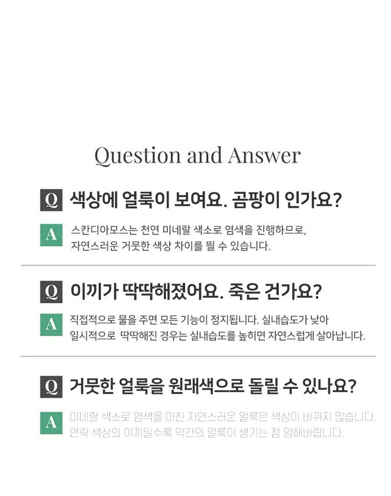 스칸디아모스 공기정화 편백 시나몬 화분 집들이 선물 항아리 4P 상세 이미지 12
