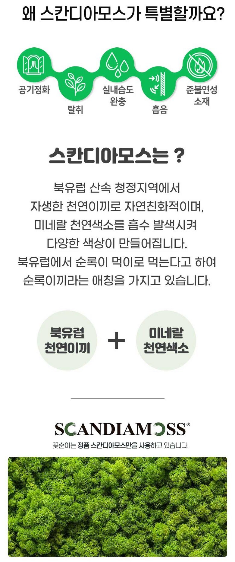 스칸디아모스 공기정화 편백 시나몬 화분 집들이 선물 항아리 4P 상세 이미지 3