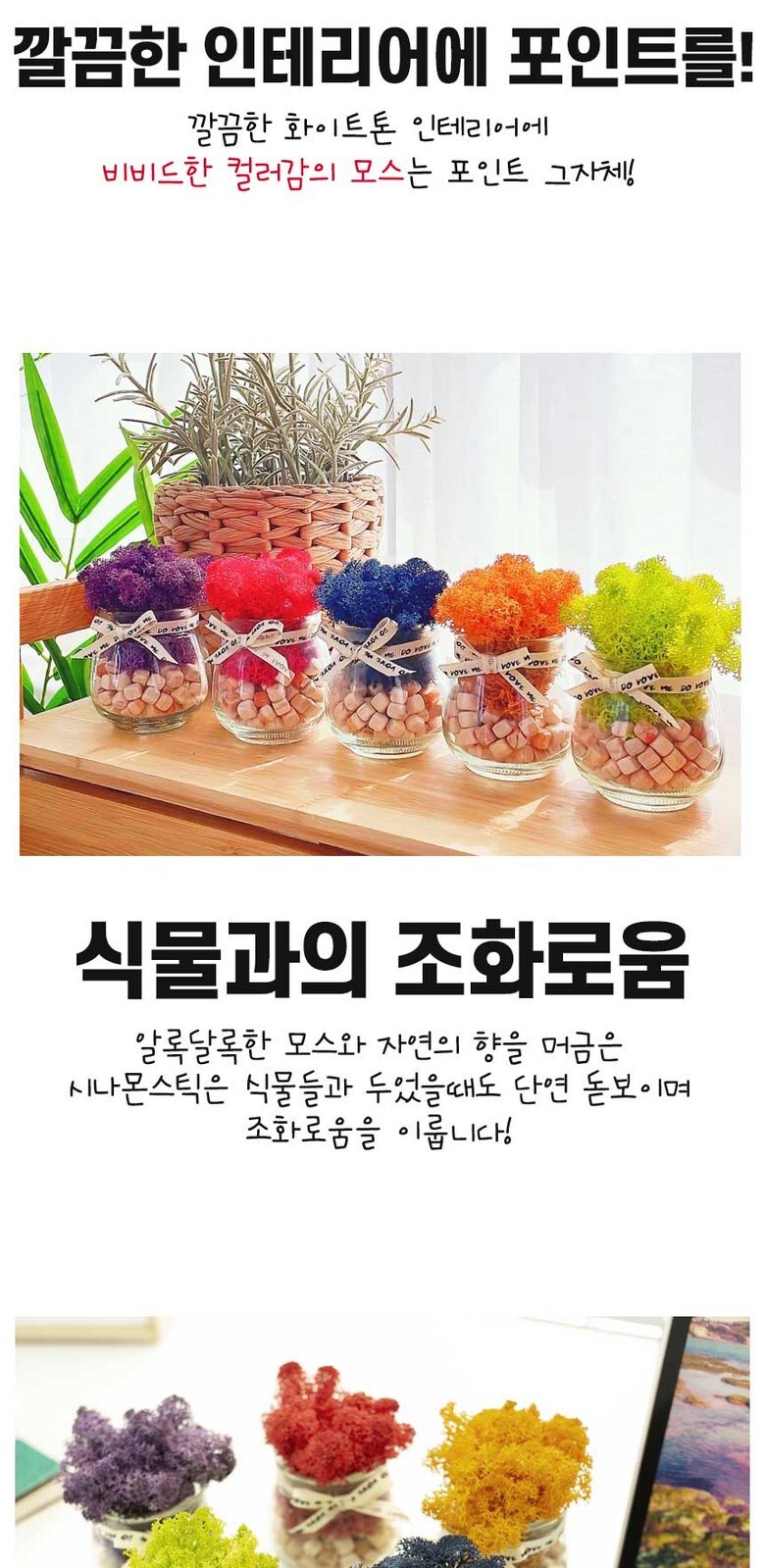 스칸디아모스 공기정화 편백 시나몬 화분 집들이 선물 항아리 4P 상세 이미지 6